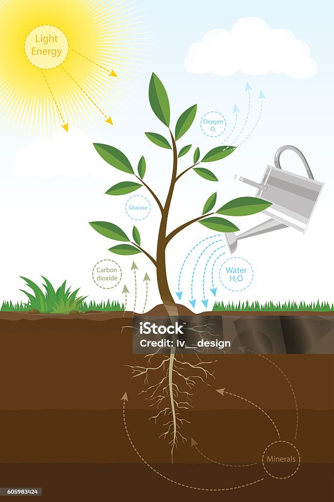 Ilustración de Proceso De Fotosíntesis En Planta Esquema De Biología De La Fotosíntesis Para La Educación y más Vectores Libres de Derechos de Fotosíntesis - iStock Ilustración de Proceso De Fotosíntesis En Planta Esquema De Biología De La Fotosíntesis Para La Educación y más Vectores Libres de Derechos de Fotosíntesis - iStock