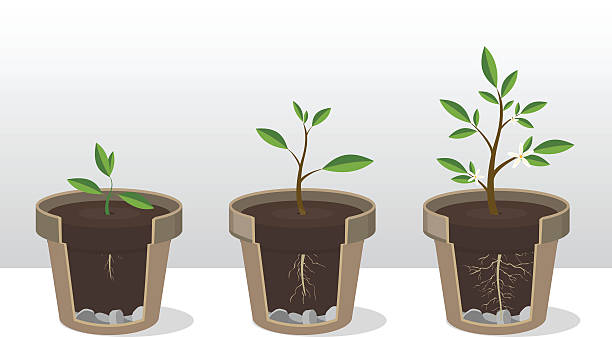 ilustraciones, imágenes clip art, dibujos animados e iconos de stock de plántula. fases de crecimiento de una planta en maceta - tree growth cultivated sapling