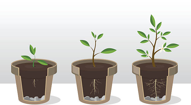 묘 종. 화분에서 식물의 성장단계 - tree growth cultivated sapling stock illustrations
