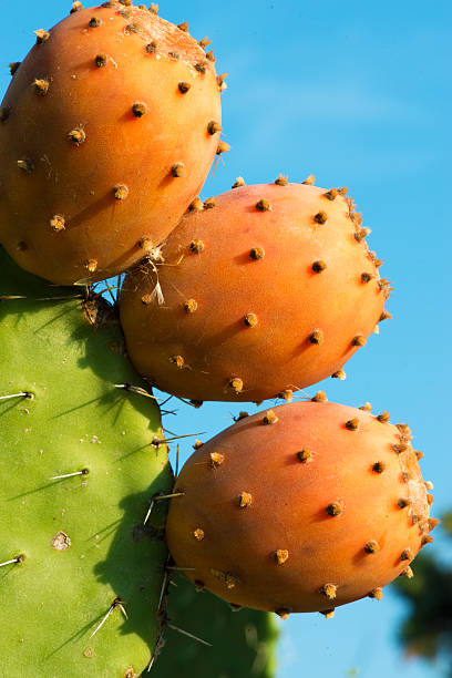 istock bunch of prickly pears 605983856