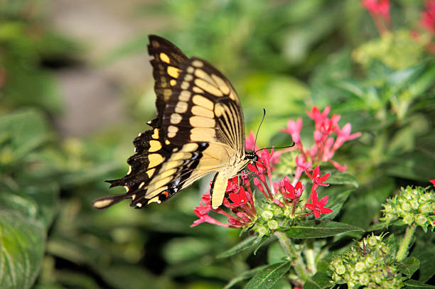 swallowtail butterfly close up, butterfly on purple flower stock photo