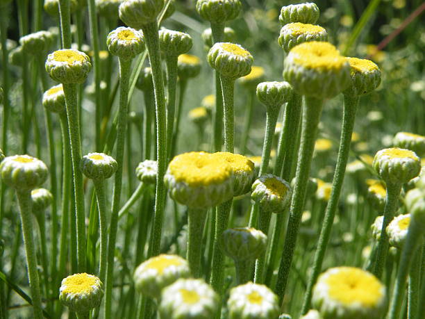 Santolina rosmarinifolia Nature, Botany, Vertical, Image Focus Technique, Selective Focus santolina rosmarinifolia stock pictures, royalty-free photos & images