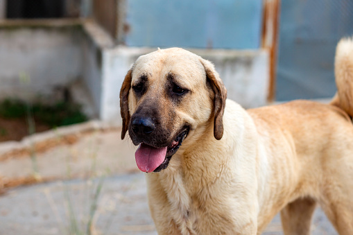 Turkish National shepherd dog. portrait young female beige kangal