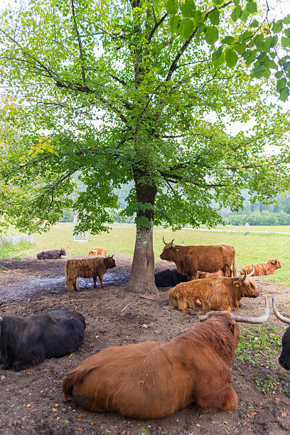 Heard of red haired Scottish highlander cows resting.