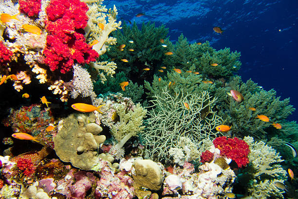 istock Coral garden in the red sea 605988008