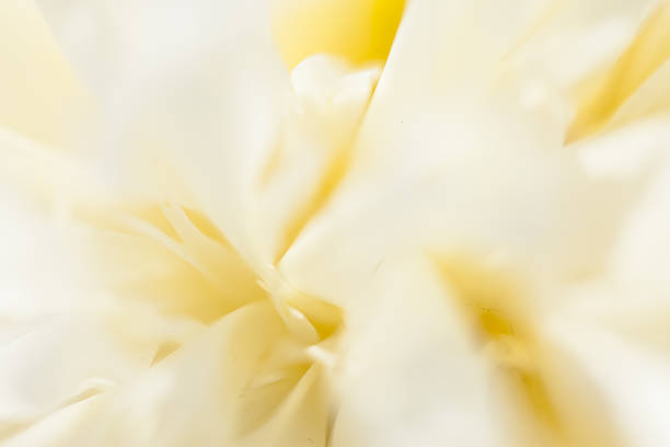 istock Beautiful white peonies in the garden 605990154