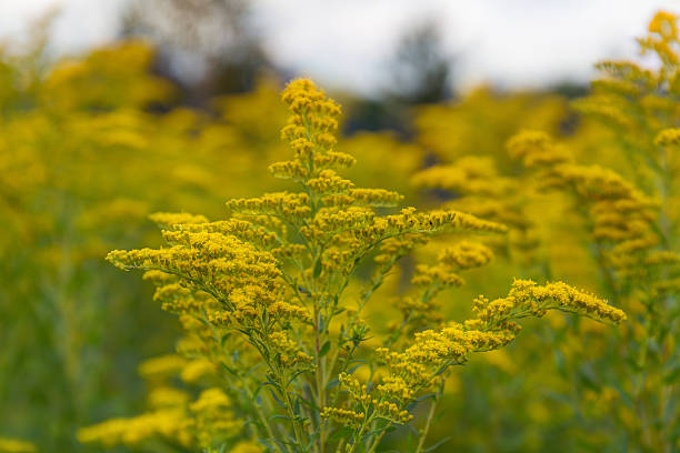 istock goldenrod flower close up 605991892