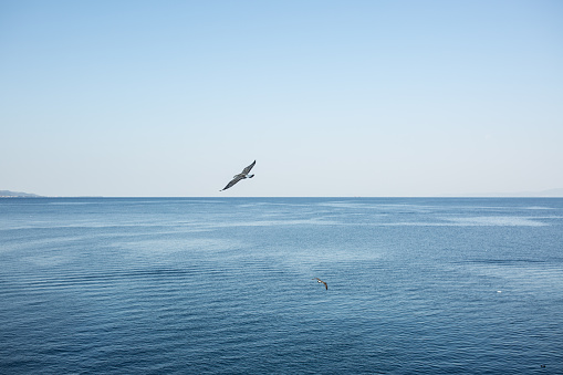 Flying seagulls above the sea