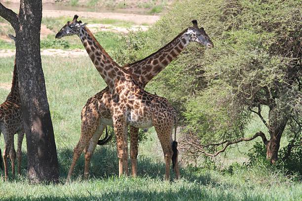istock Tarangire National Park - Tanzania 605992552