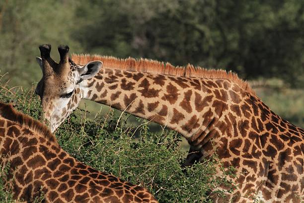 istock Tarangire National Park - Tanzania 605992646