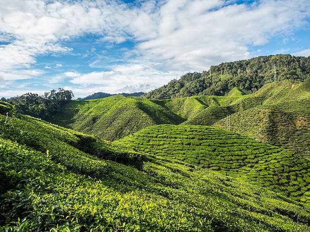 istock Tea plantation in the Cameron highlands 605994890