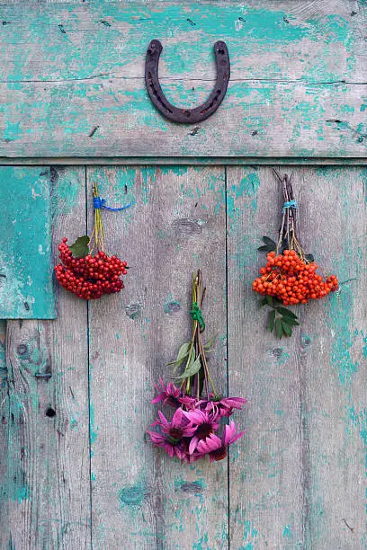 Bunches of herbs and berries with horseshoe hanging on old wooden door  rustic blue background