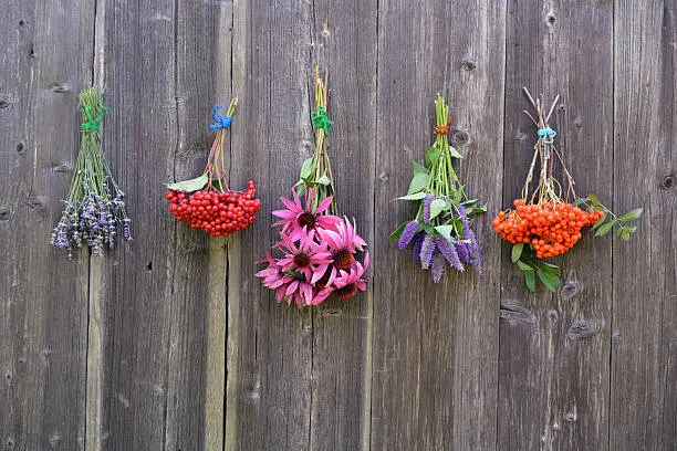 Bunches of medical healthy herbs and berries on wooden barn wall  background