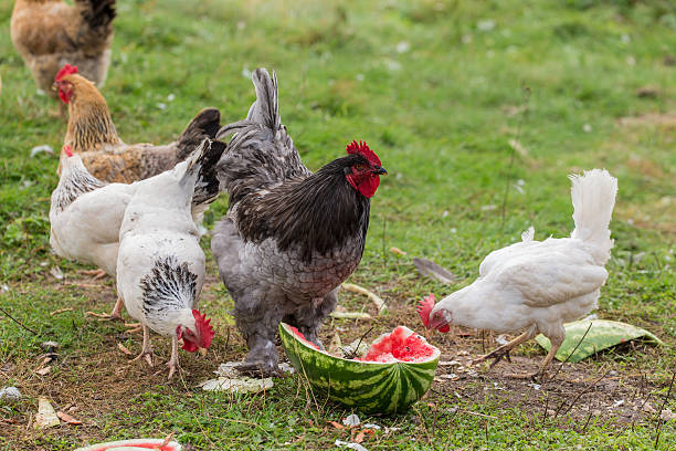 hen and rooster eating watermelon stock photo