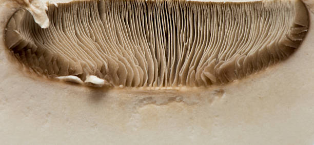 istock detail of a mushroom 605998452