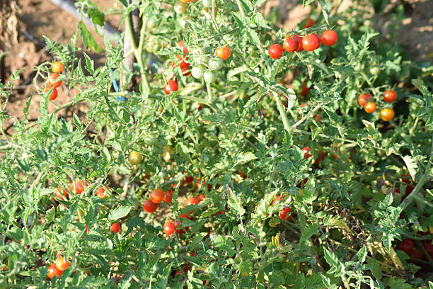istock Bunch of fresh red tomatoes in field 605998712