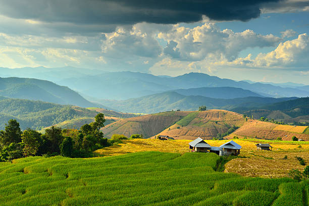 istock Cornfield sunset of Thailand. 605998728