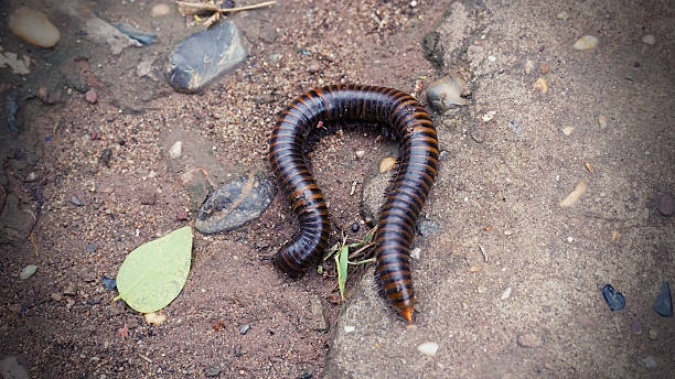 istock millipede on the road 605998832