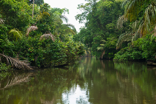 The view of the canals of Tortuguero during the famous canal trip, Costa Rica.