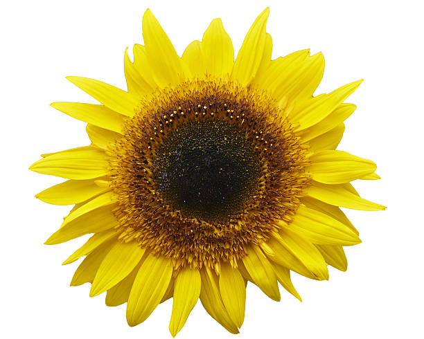 istock Yellow Sunflower Isolated on white Background 605999756
