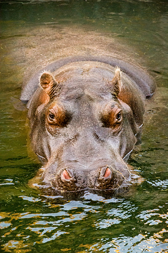 Close-up of floating hippo in the pond. He is lying quietly on the water surface and resting early in the morning.