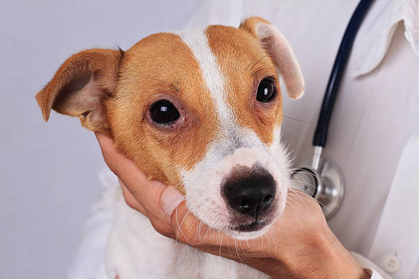 istock Veterinary care. Dog suffering from Ambrosia allergy. 606000230