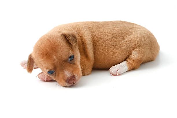 istock cute chihuahua puppies lying on white background 606000766