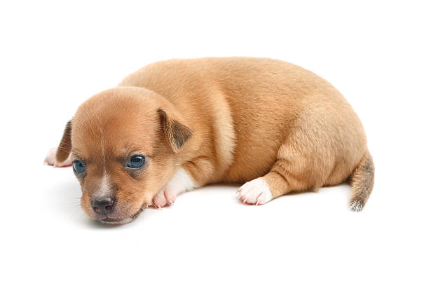 istock cute chihuahua puppies lying on white background 606000932
