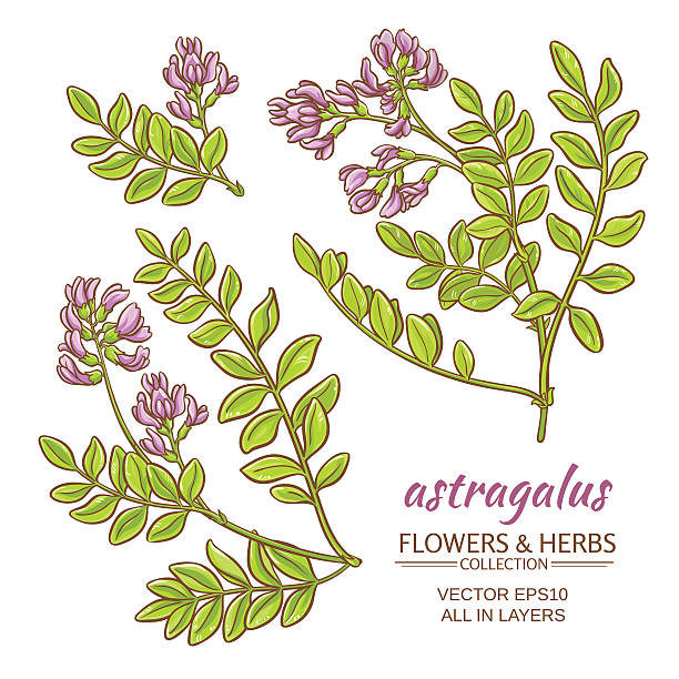 zestaw wektorów astragalus - vetch stock illustrations