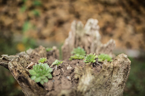 houseleek planted in the log