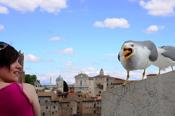 Seagull and Woman in Rome Capitoline Hill, Rome, Italy - May 1, 2014: Seagull and young unidentified woman against the background of the sky and the city named animal stock pictures, royalty-free photos & images