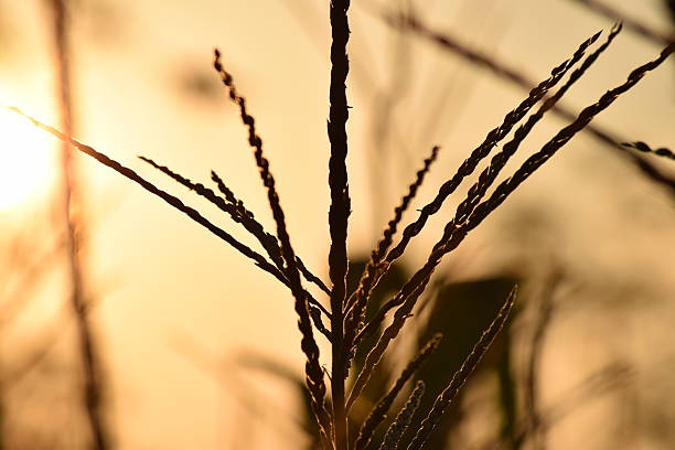 trockene maisblume und sonne im hintergrund - corn tassel stock-fotos und bilder