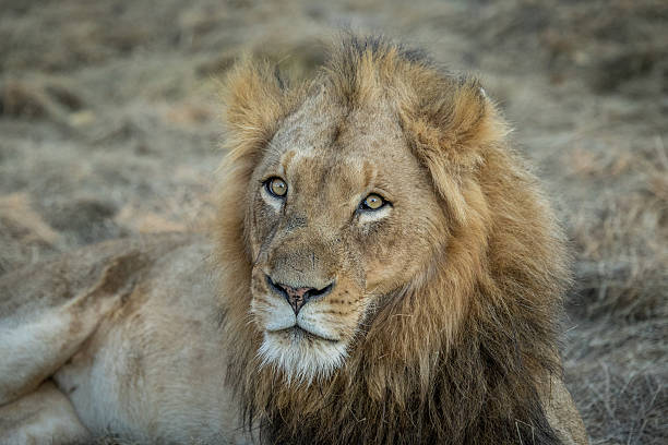 istock Huge male Lion starring. 606002420