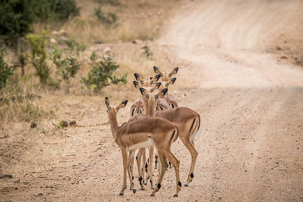 istock Group of female Impalas from behind. 606002596