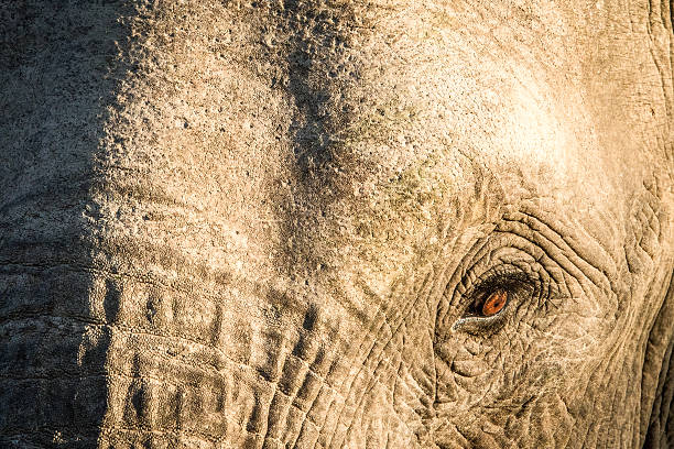 istock Close up of an African elephant eye. 606002658