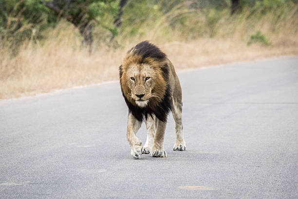 istock Huge male Lion walking towards the camera. 606002808