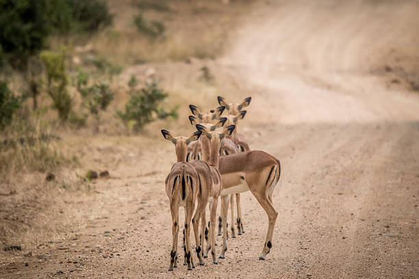 istock Group of female Impalas from behind. 606002888