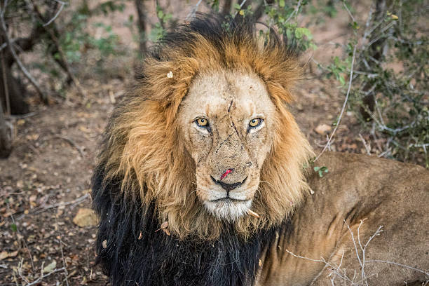 istock Huge male Lion starring. 606002960