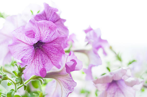 istock Colored petunia flowers in the garden 606003258