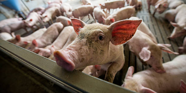 istock Pigs at a factory 606003532