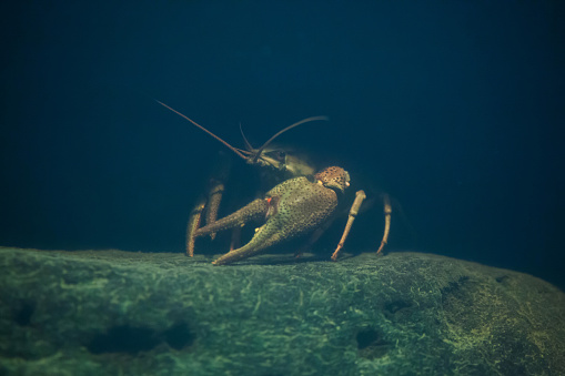 European crayfish (Astacus astacus), also known as the noble crayfish. Wildlife animal.