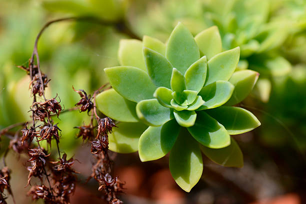 Succulent Cactus Plant In Garden stock photo