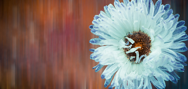 blue flower bud with drops of water at abstract colorful striped background