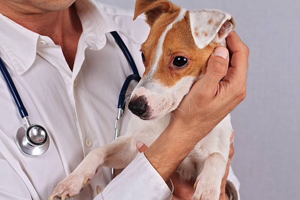 istock Veterinary care. Dog eyes infection 606005516
