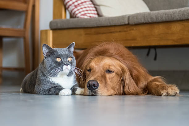 istock Golden Retriever and British Shorthair 606006426