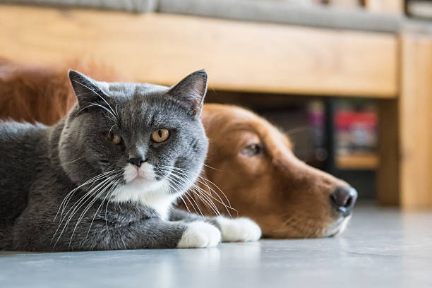 istock Golden Retriever and British Shorthair 606006504
