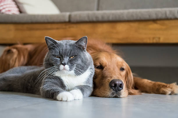 istock Golden Retriever and British Shorthair 606006956