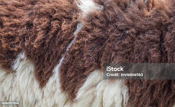 Sheep Texture Guide Sheep Texture Stock Photo - Download Image Now - Abstract, Animal ...