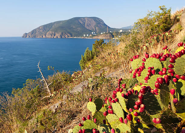 Opuntia at Cape Plaka. Crimea. Cape Plaka, Crimea - September 7, 2016: green, spiny leaves of a plant with berries of purple and violet. Plants growing on the slope of the cliff. In the background - the mountain and the sea. Cactus (Opuntia, Opuntia) at Cape Plaka, in the foreground. On the southern coast of the prickly pear flower and fruit. Located on the southern coast of the peninsula of Crimea, in the park of the sanatorium Utes, Utes village on the Black Sea coast. opuntia vulgaris stock pictures, royalty-free photos & images