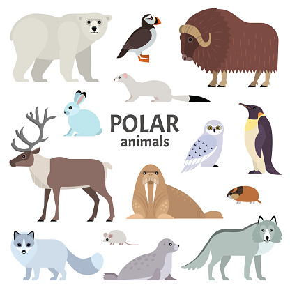 Vector collection of polar animals and birds, including polar bear, musk ox, seal, walrus, wolf, polar fox, reindeer, penguin and ermine, isolated on white.
